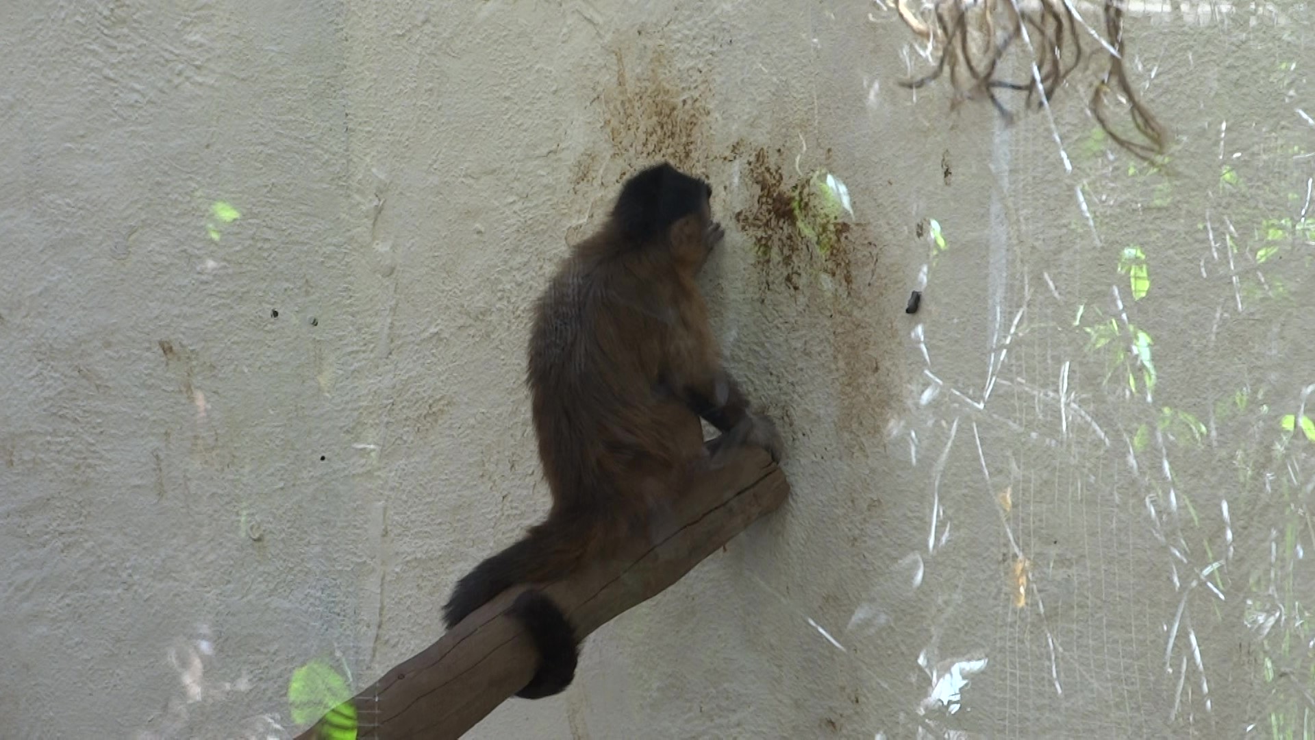 The Artistic Capuchin: Unleashing Creativity in the Zoo