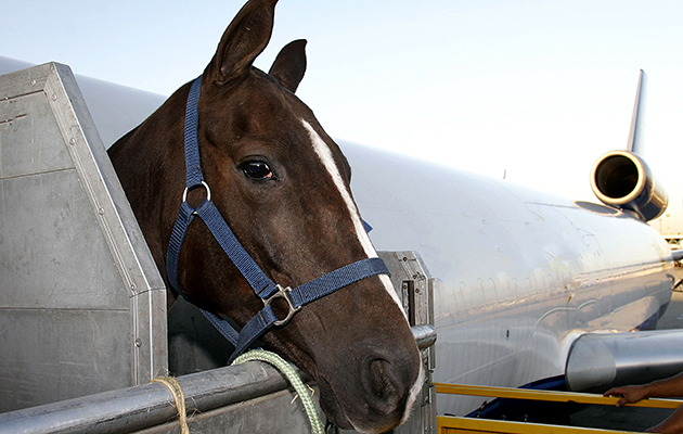 Horse on the Loose: Cargo Jet Bound for Belgium Returns Mid-Flight due to Equine Escape
