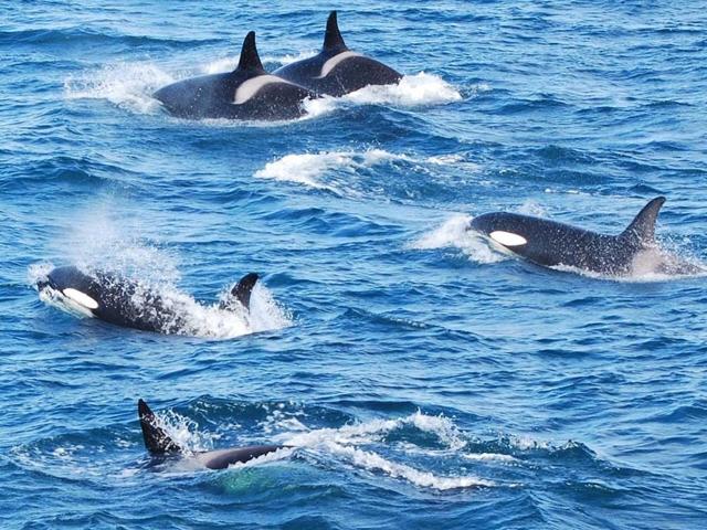 Whale Watching & Golden Circle